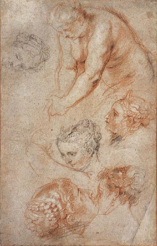 Peter Paul Rubens Woman sketch Germany oil painting art